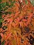 Stewartia gemmata herbstnah